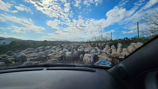 L'immense troupeau de moutons